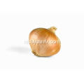 Professional Export New Season Fresh Yellow Onion